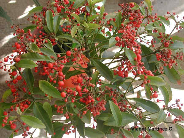 ARDISIA