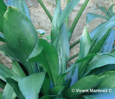 ASPIDISTRA