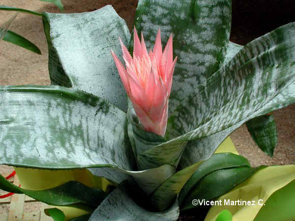 billbergia