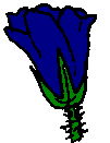 flor dialisépala