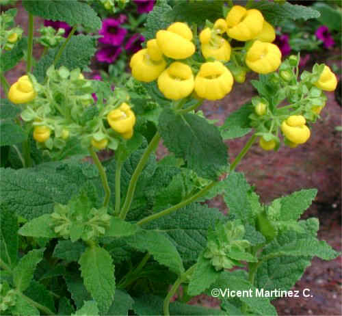 CALCEOLARIA