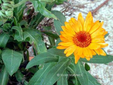 flor de caléndula