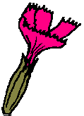 flor tubulosa