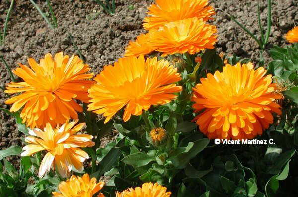 Calendula officinalis