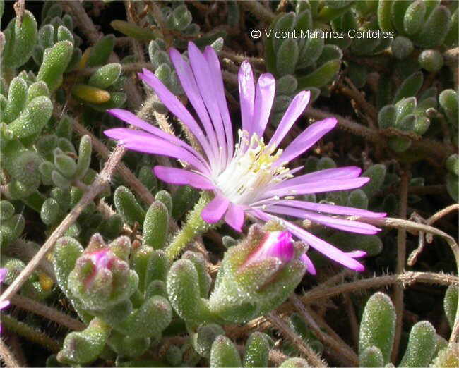 Drosanthemum floribundum