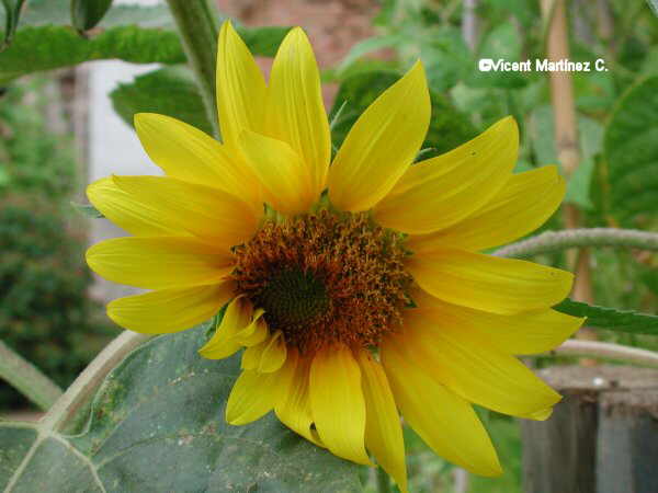 Helianthus annuus