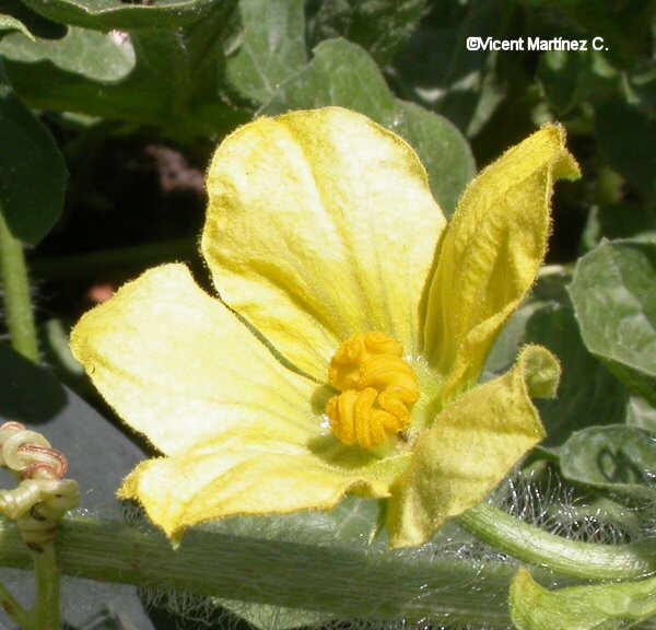 Flor concurso enero de 2006