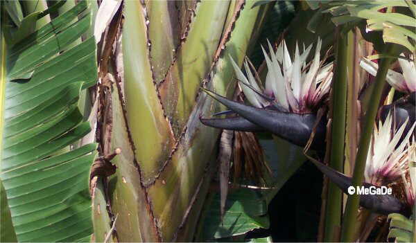 Flor concurso mayo de 2003