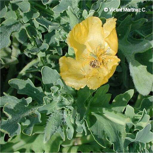 Flor concurso mayo de 2004