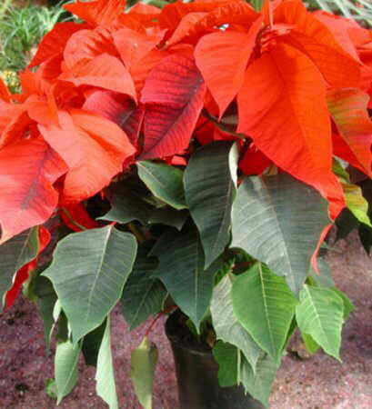 Flor de Pascua o Estrella de Navidad