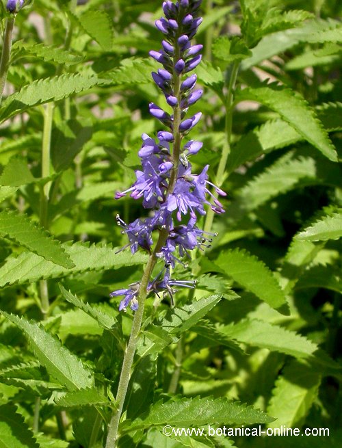 Veronica spicata 