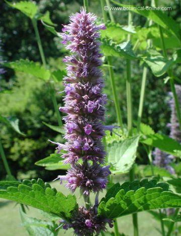 flor de hisopo anisado