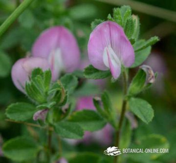 ononis spinosa gatuña planta medicinal en flor