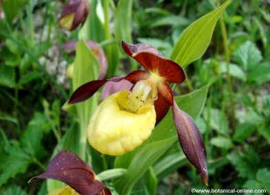 orquidea