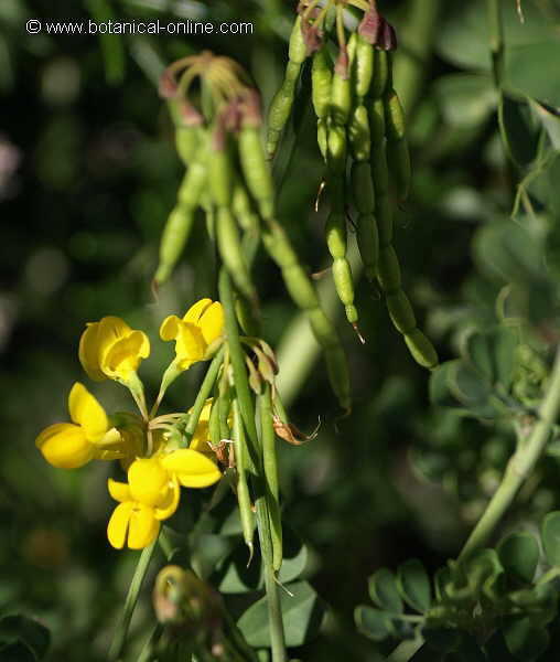 Flor concurso agosto de 2014