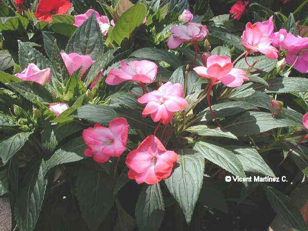 Impatiens walleriana