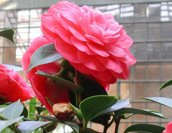 Camellia Japonica