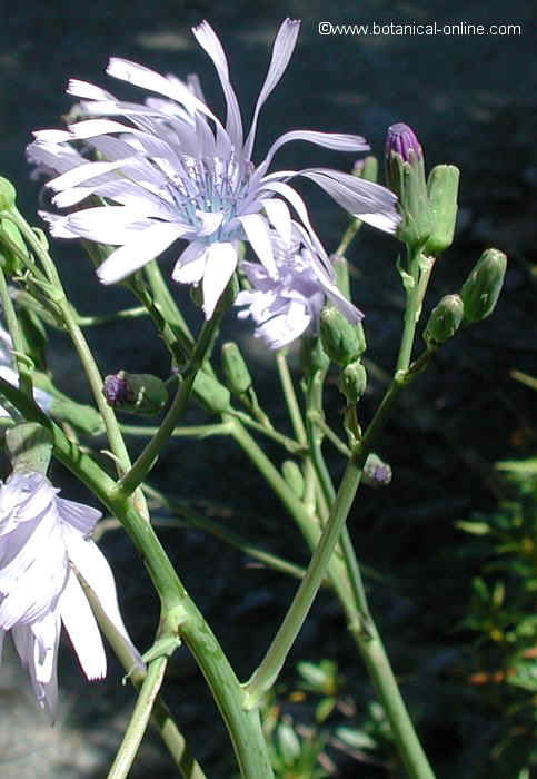 Lactuca perennis 