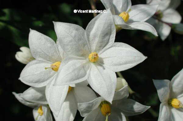 Solanum jasminoides