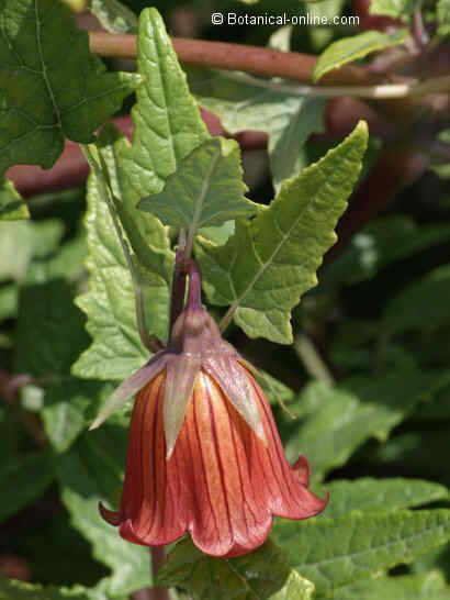 Flor concurso julio de 2012