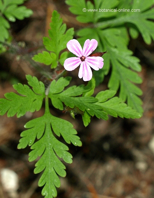 Geranium robertianum