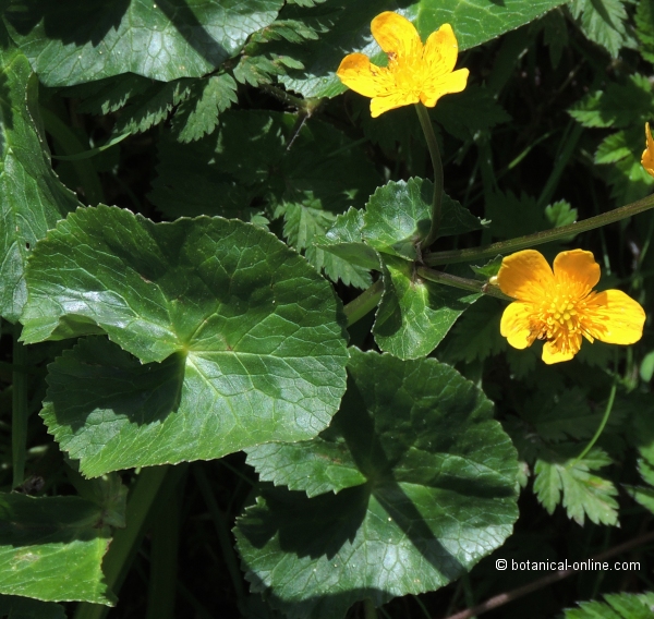 Flor concurso julio de 2015