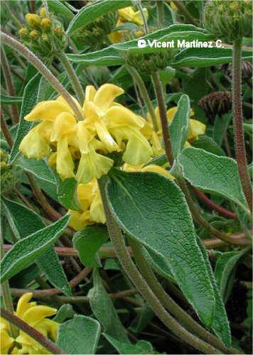 Phlomis fruticosa