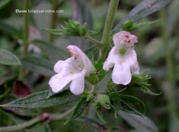 Flor concurso mayo de 2013