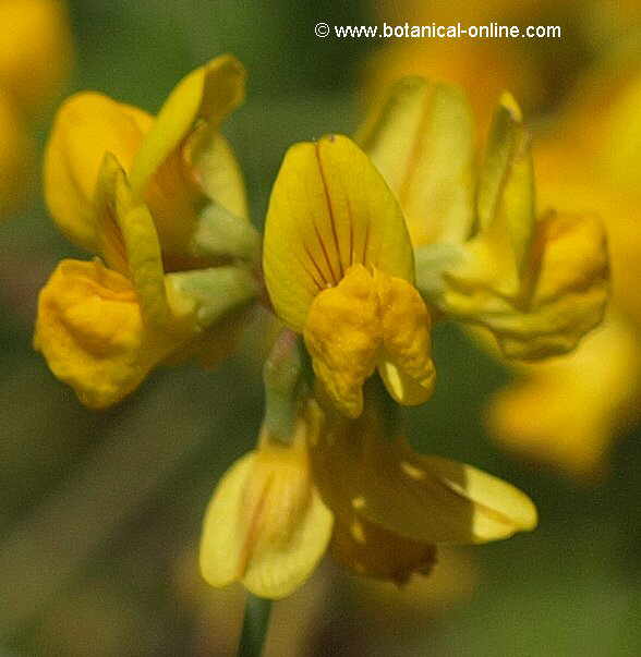 Lotus corniculatus