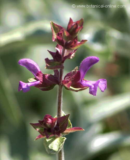 Flor concurso noviembre de 2014