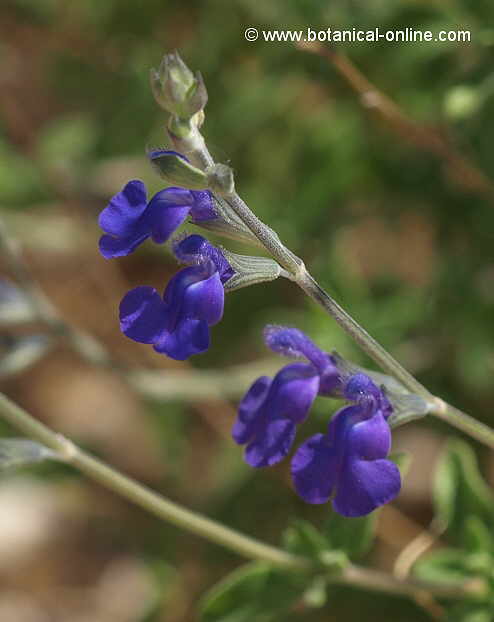 Foto de salvia mexicana azul