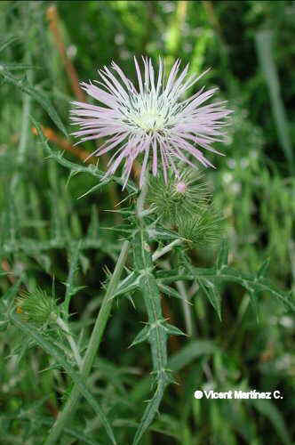 Galactites tomentosa