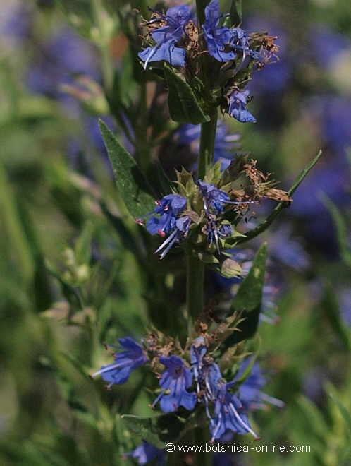 Flor concurso septiembre de 2014