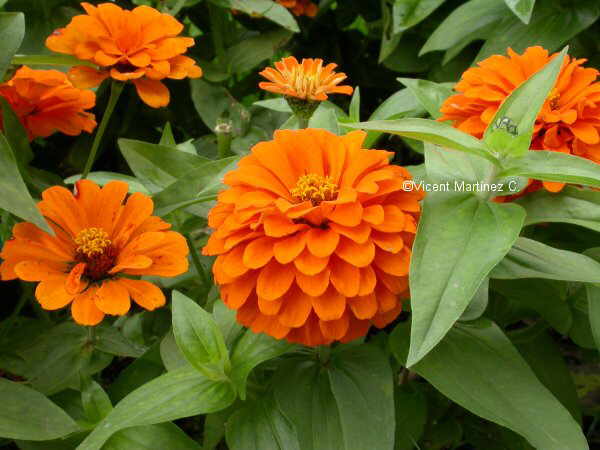 Zinnia