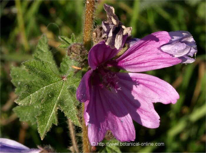 foto de flor de malva