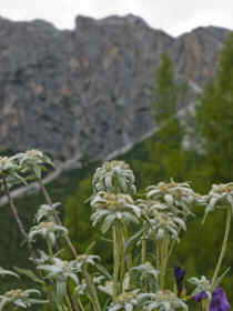 flor de nieve