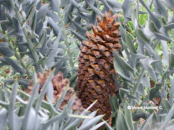 Cultivo de Encephalartos horridus