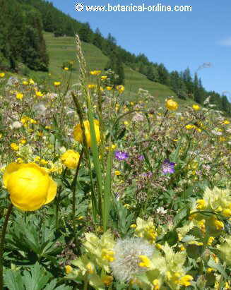 Paisaje con flores