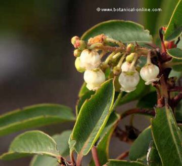 Flores de madroño