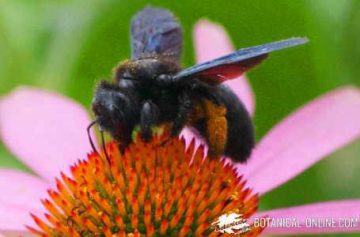 abejorro polinizando flor de equinacea