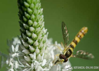mosca insecto polinizando flor