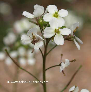 flor