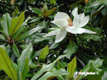 Flor de la magnolia