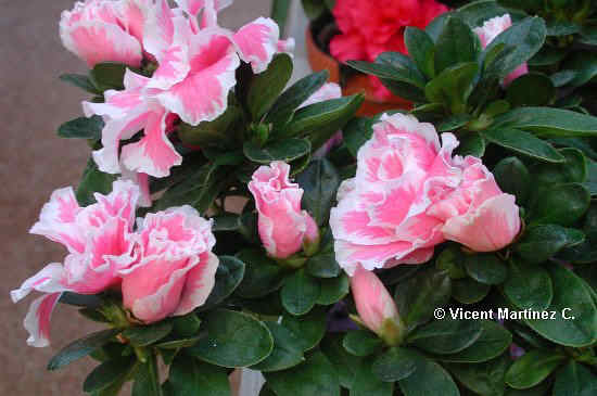 Cultivo y cuidados de la azalea (Rhododendron indicum) – Botanical-online