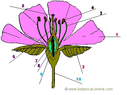 Partes de la flor – Botanical-online