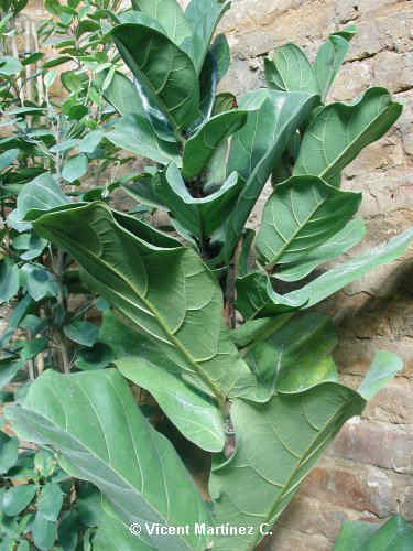 FICUS LYRATA