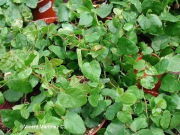 Ficus repens