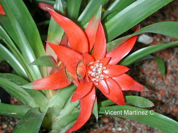 Bromelias – Bromeliáceas – Botanical-online