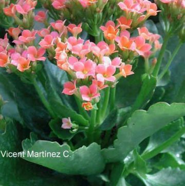 Kalanchoe blossfeldiana