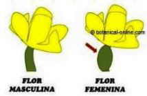 flor masculina y femenina de calabaza